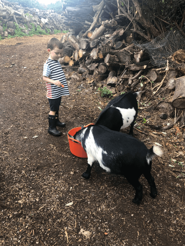 little-boy-feeding-goats